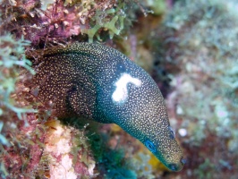 Injured Goldentail Moray Eel IMG 7852